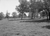 Grassy area with trees and cows grazing in the distance