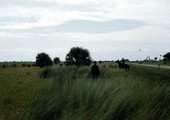 Cattle grazing in grassland