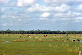 Cattle grazing in some rangeland