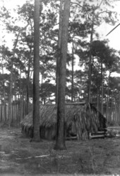 Palmetto hut: Arcadia, Fla..