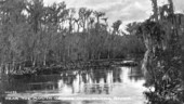 Near the mouth of the Ocklawaha River.