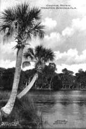 Cootie River, Tarpon Springs, Fla.
