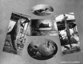 View showing some of the creatures of Florida.