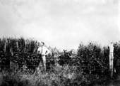 Jefferson County agent inspecting a cover crop