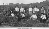 Budding Pecan Nursery stock - Jefferson Nurseries