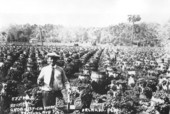 C. H. Warf's strawberries grown in barrels in Orlando.