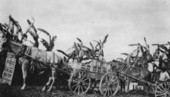 Loading crated tomatoes at Kobayashi farm, Yamato