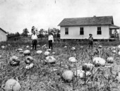 Pumpkin field in Green Cove Springs?.