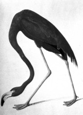 Flamingo drawing