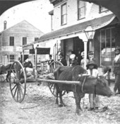 Young boy with an ox-cart in front of a building - Palatka?, Florida