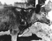 Diseased cow