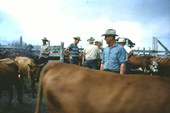 Cowboys and cattle in corral