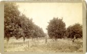 Grove near Tampa.