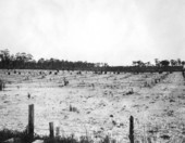 Young grove at Orange City