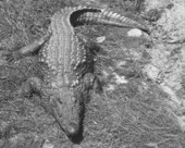Crocodile sunning himself