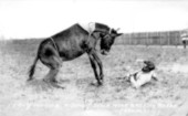 Percy Moore after falling from a mule at the rodeo