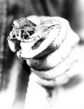 Rattlesnake