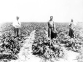 Foster Farms - De Soto County, Florida.