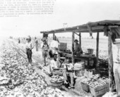 Dale Foster, of Foster Farms, with his cucumber crop and workers - De Soto County, Florida.