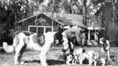 Saint bernard and puppies on the grounds of the John W. Martin home