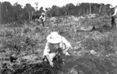 Person planting a tree on Edward Minoru Ohi farm.