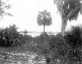 Looking across Lake Eustis