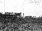 Field of beans : Bonifay, Florida