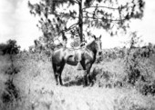 Horse waiting for a rider