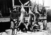 Hunter with 3 deer : Bartow, Florida