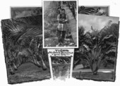 Seminole Indian : Lake Worth, Florida.