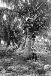 Seminole Indian : Lake Worth, Florida.