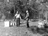 Apiary on the Apalachicola River