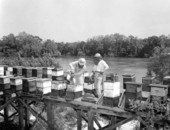 Beehives on the Apalachicola River.