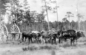Logging in Calhoun County