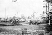 Oxen hauling logs : Saint Cloud, Florida
