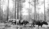 Hauling wood in Escambia County