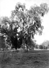 Live oak tree at Lake Jackson