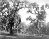 Live oak trees near Lake Jackson
