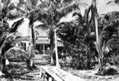Building surrounded by palms