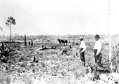 Clearing land in section 21, South Farm.