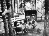 Some purebred Hampshires at stock farm.
