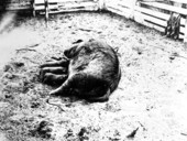 Sow with her piglets.