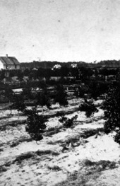 Orange grove : Orange City, Florida