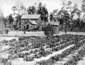 House and cabbage patch : Orlando, Florida.