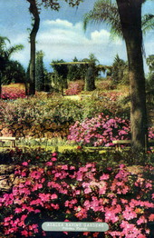 Azalea Ravine Gardens