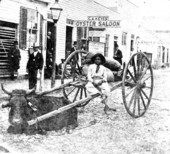 Oxen carriage on street