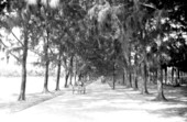 Lake Trail beneath Australian pines.