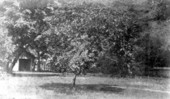 View of the backyard at Tall Timbers Plantation.