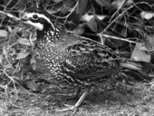 Small quail
