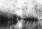 Oklawaha River.